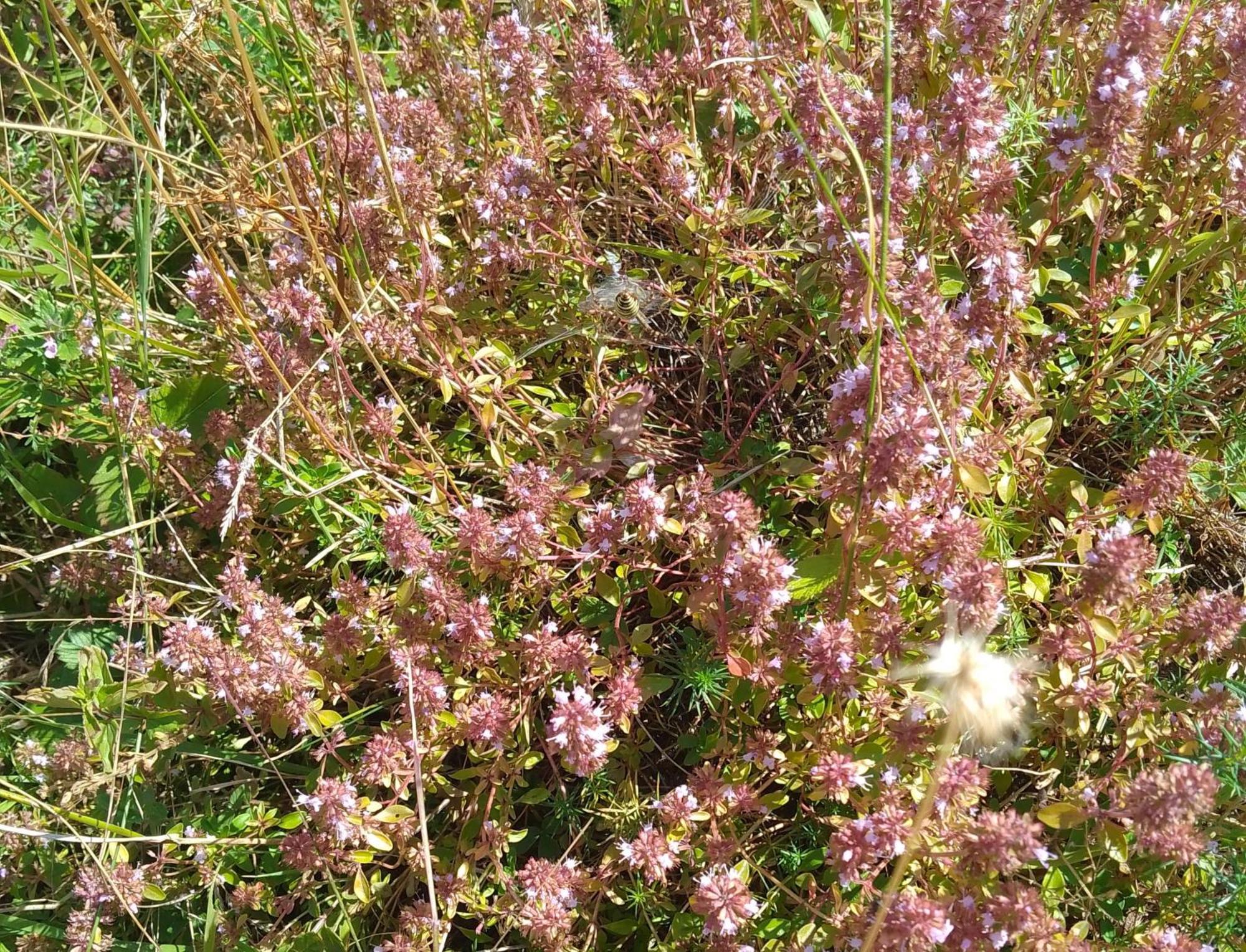 Krupanj Apartmani Planinska Kuca, Jagodnja מראה חיצוני תמונה